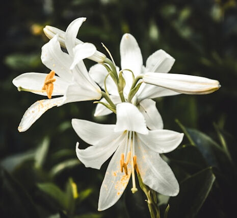 Blessing of lilies
